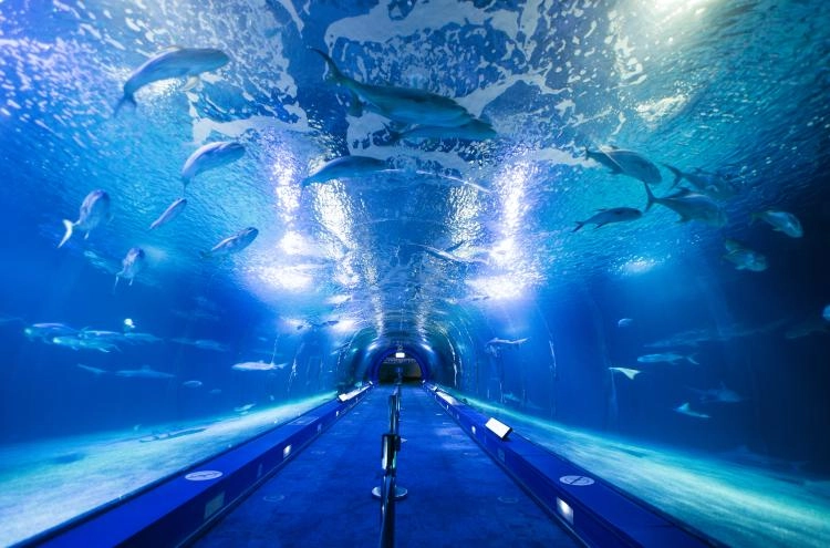 Squali al Museo Oceanografico di Valencia
