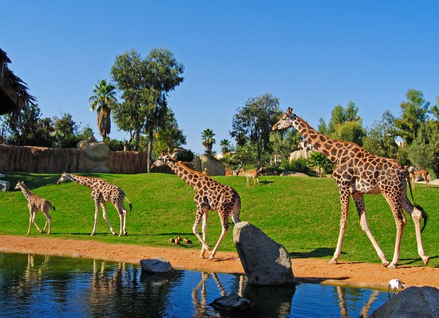 Jirafas en el Bioparc de Valencia