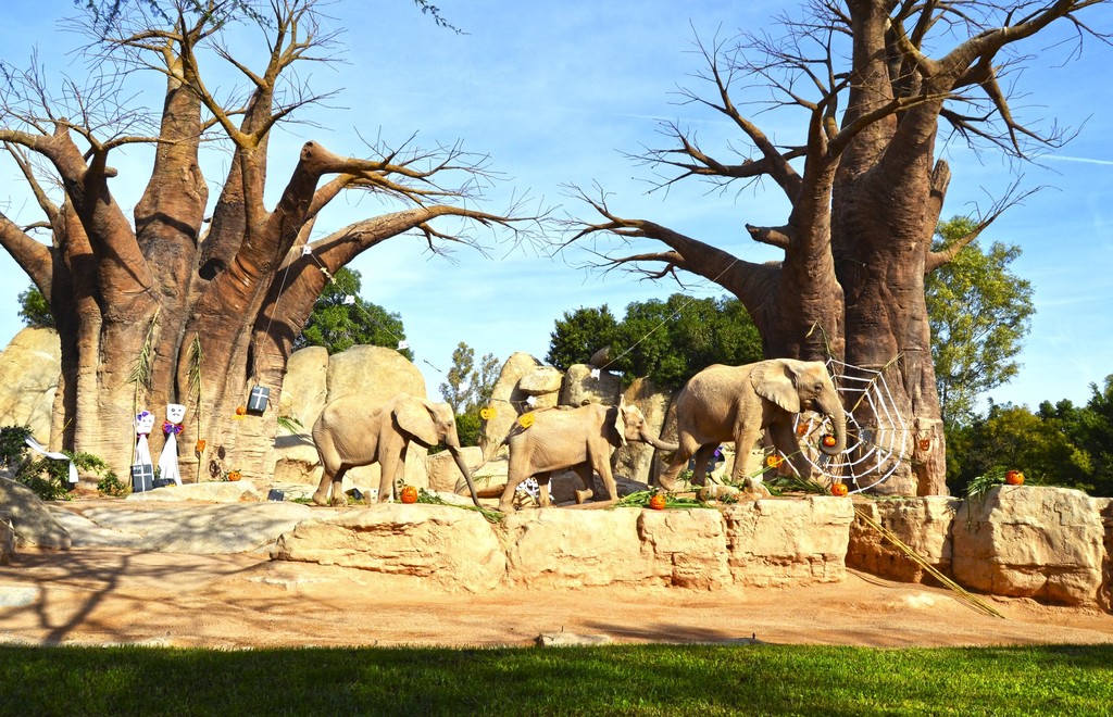Elefanti nel Bioparco di Valencia