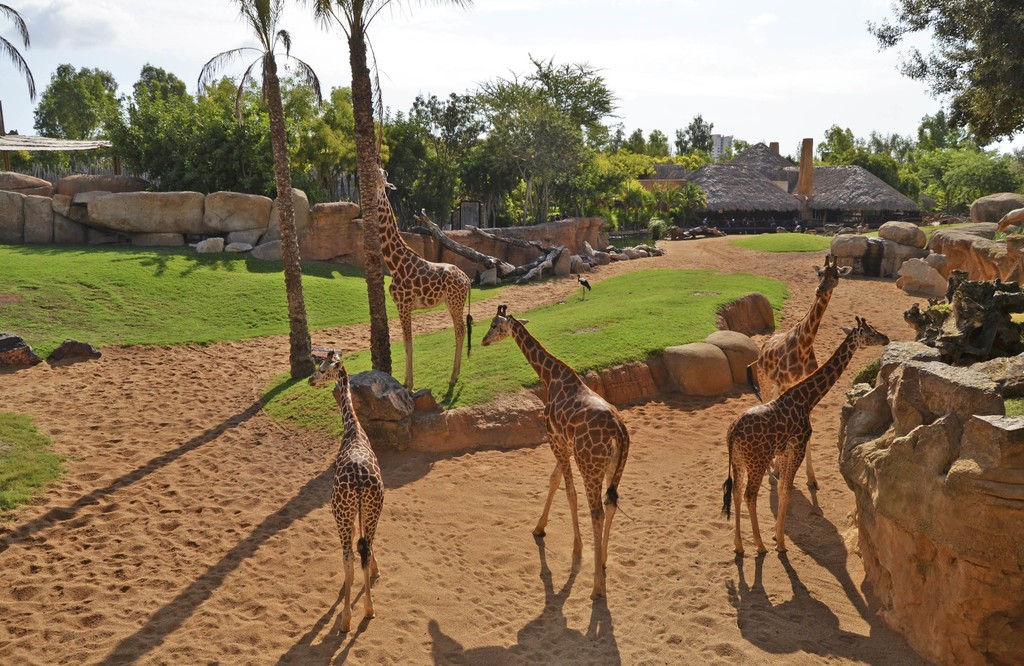 Giraffes at the Bioparc in Valencia