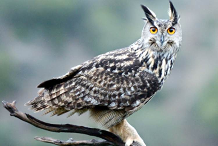 Image of the eagle owl, a species that can be sighted from the municipality and is considered highly threatened according to the Regional Catalogue, as are other species such as the Montagu’s harrier and the peregrine falcon.