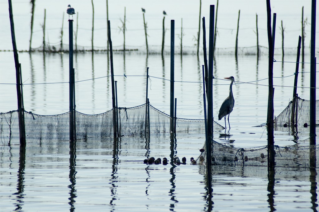 A heron on the water of the Albufera