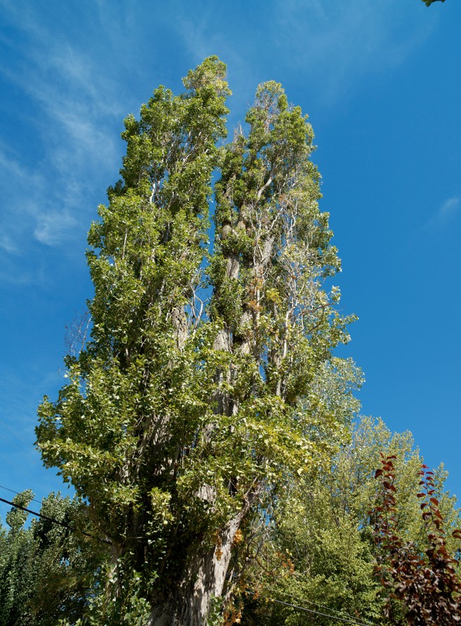 Beside the Fountain of Saint Isidore stands one of the singular trees found in the region, from which it takes its name.
