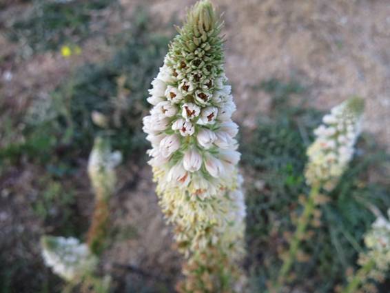 Close-up of the plant.