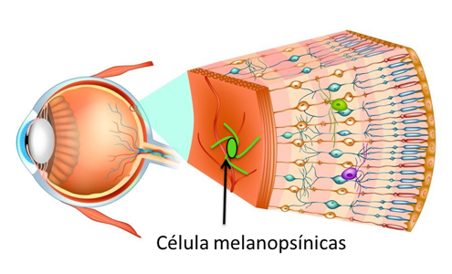 esquema