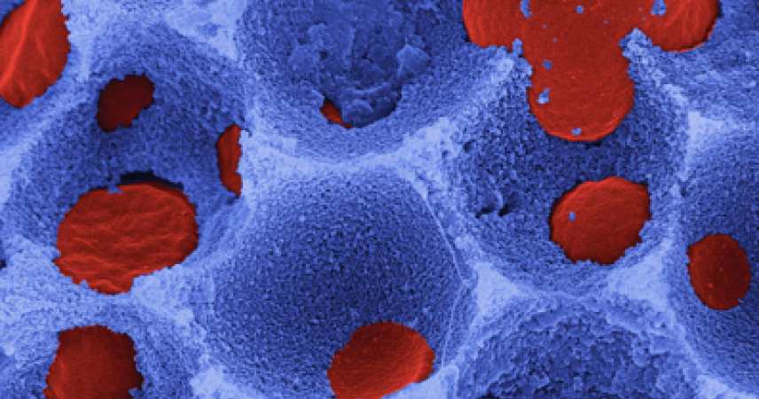 Estrutura celular com superfícies esponjosas e porosas em azul, com pontos vermelhos alojados em cavidades irregulares.