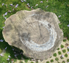 9. The rings of memory- The cedar mound of Atlas